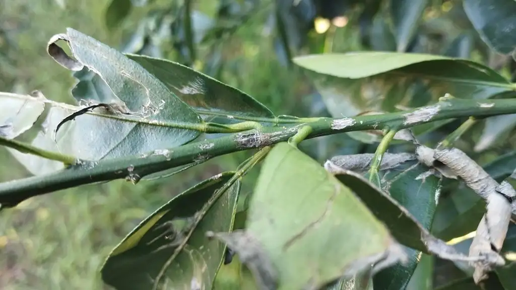 Ζημιές από χαλάζι στην Αργολίδα
