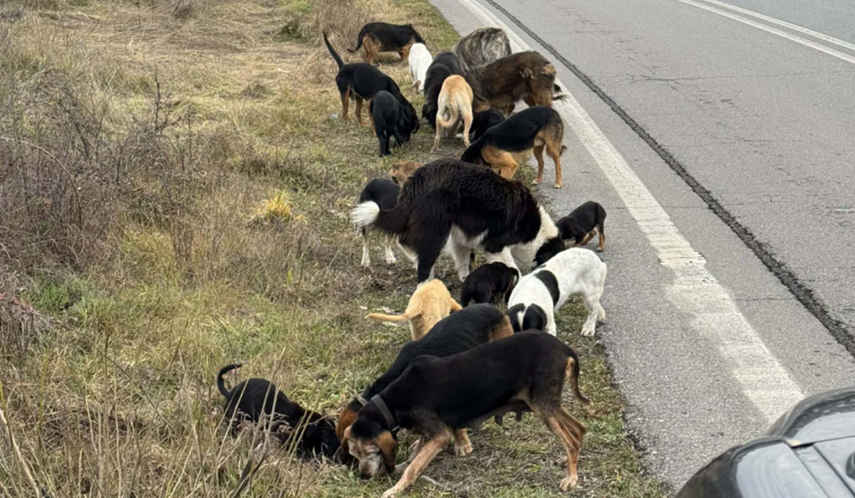 Τρίπολη: Τρόμος με τις αγέλες αδέσποτων μετά την «επανένταξη»