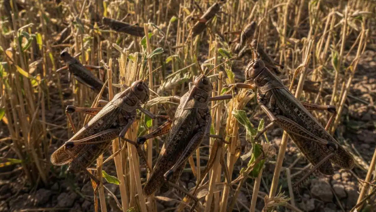 Άγιος Δημήτριος: «Συναγερμός» για την επέλαση της ακρίδας