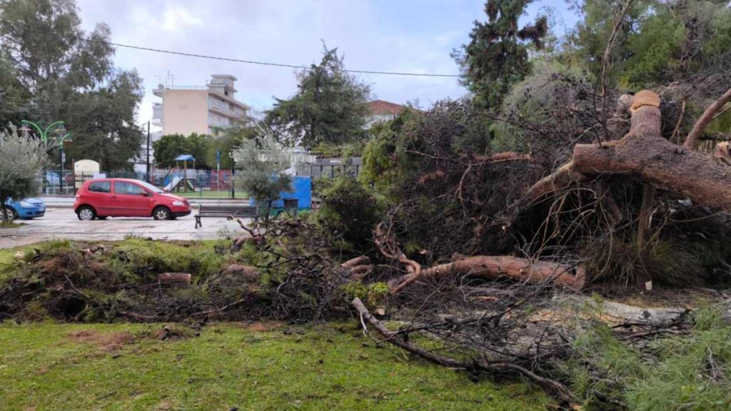 Πεσμένο δέντρο στο δημοτικό σχολείο Τολού