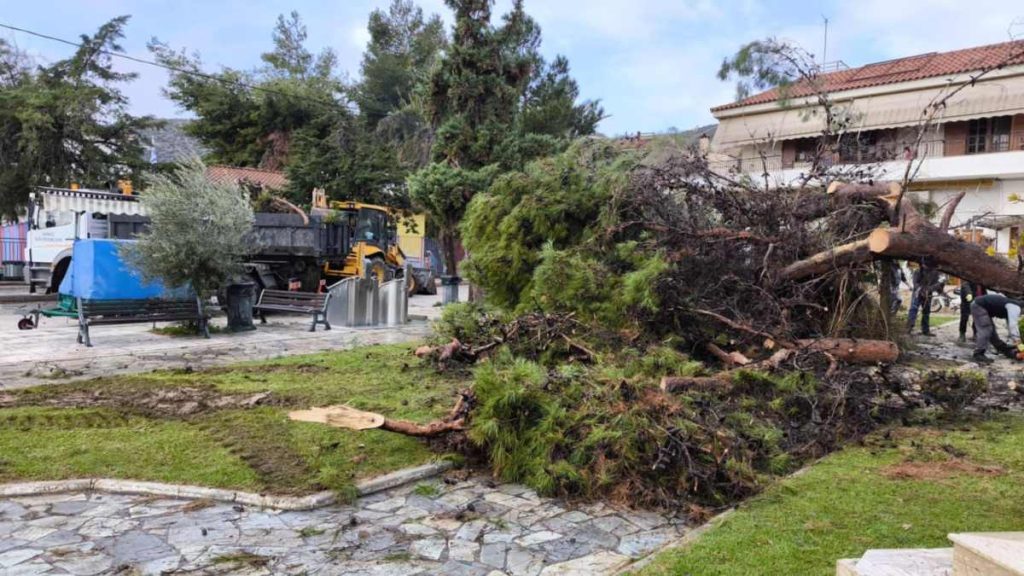 Πεσμένο δέντρο στο δημοτικό σχολείο Τολού