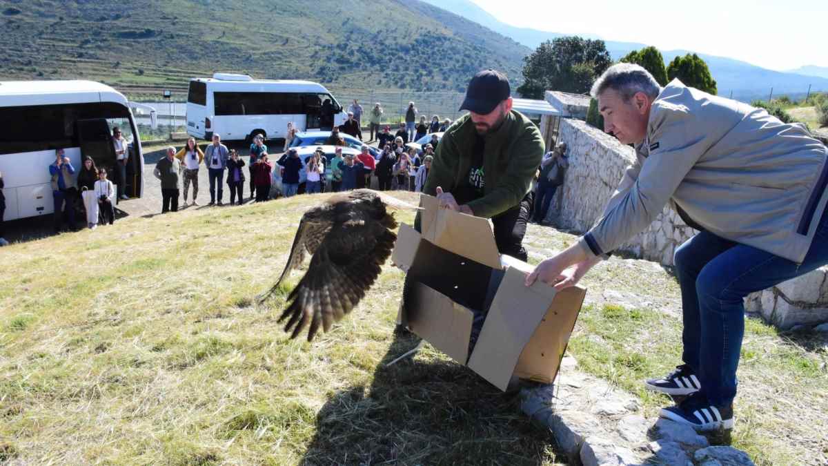 Απελευθέρωση δύο γερακιών στον αρχαιολογικό χώρο της Μιδέας