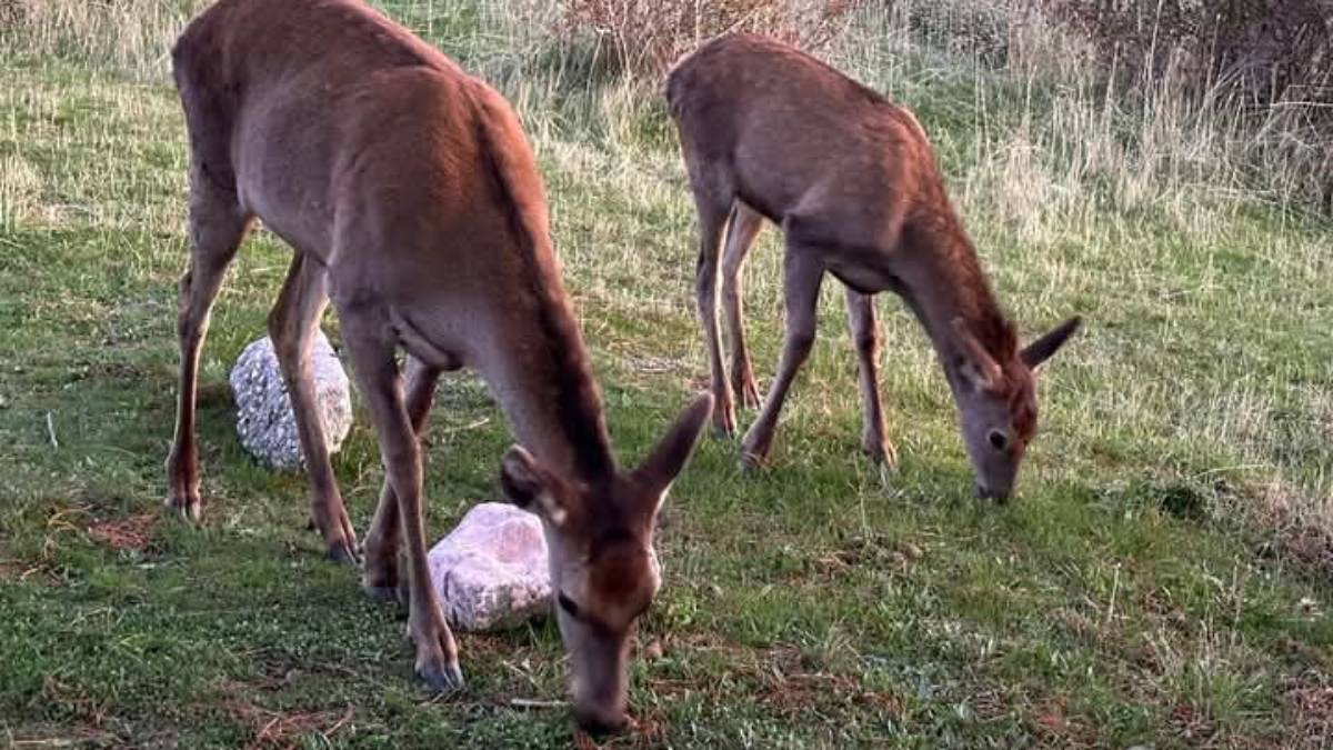 Σήμα κινδύνου για το κόκκινο ελάφι στην Πάρνηθα – Παρέμβαση στο ΥΠΕΝ από τη ΝΕΜΕΣΙΣ