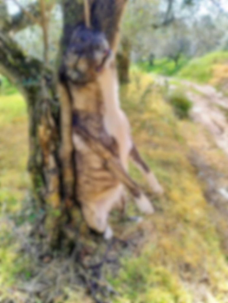 Κρεμασμένος σκύλος Πυργάκι Τριφυλίας