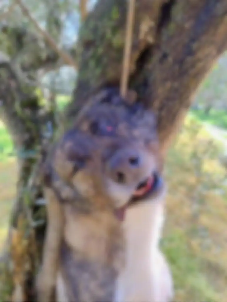 Κρεμασμένος σκύλος Πυργάκι Τριφυλίας