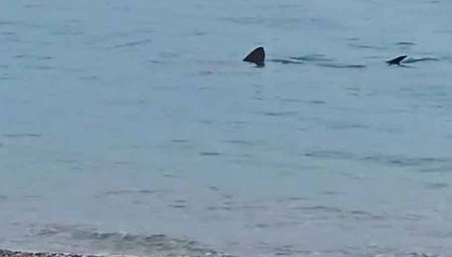 Λουτράκι: Καρχαρίας εμφανίστηκε δίπλα στην ακτή – Βίντεο από την παραλία