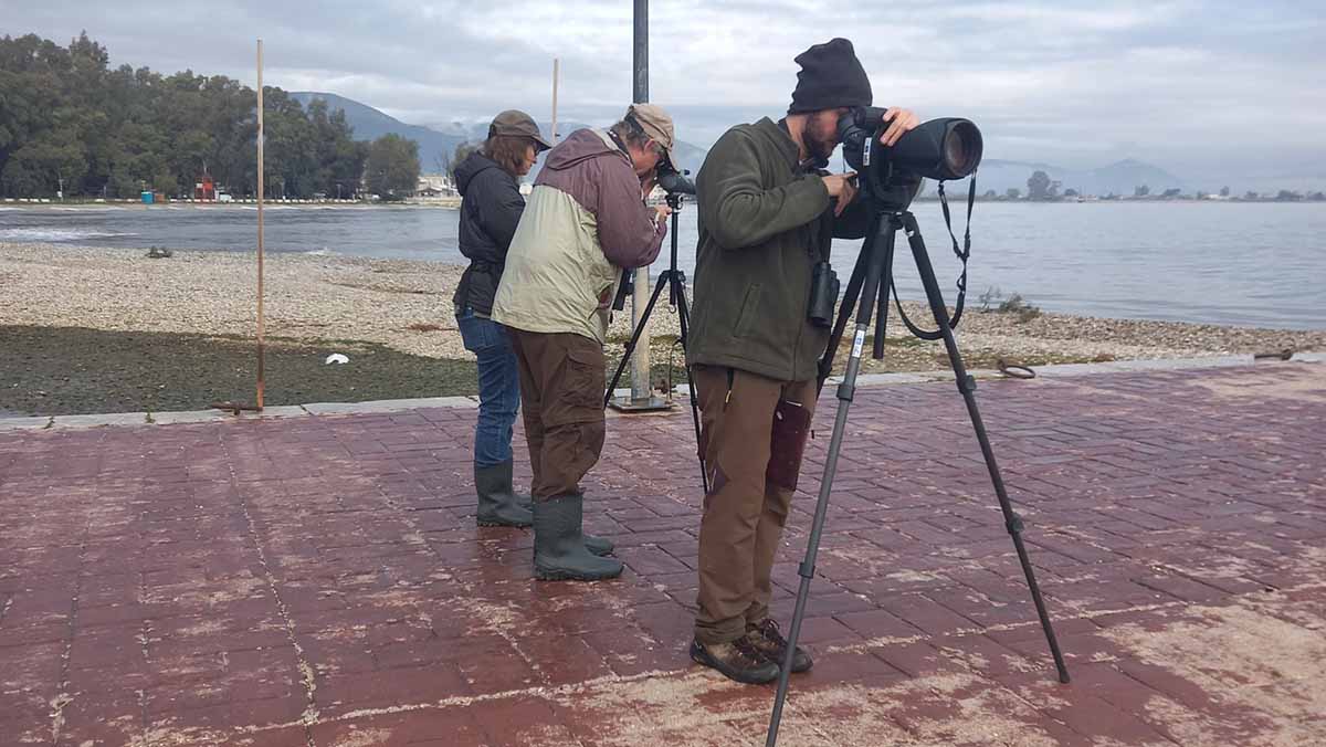 Σπάνια εμφάνιση Θυελλόγλαρου στον Υγρότοπο Νέας Κίου