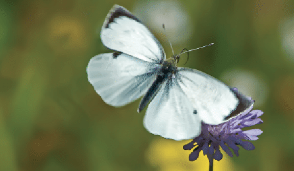 Αργολίδα: Ένα ημερολόγιο για την ομορφιά που κινδυνεύουμε να χάσουμε