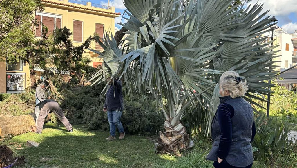 Πτώση δέντρου στο Ναύπλιο