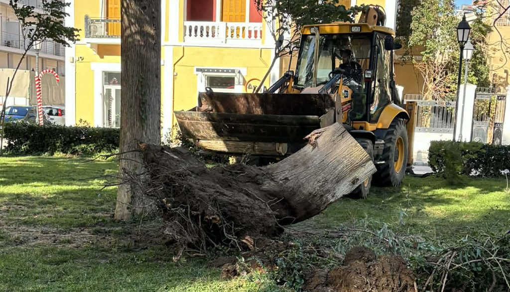 Πτώση δέντρου στο Ναύπλιο