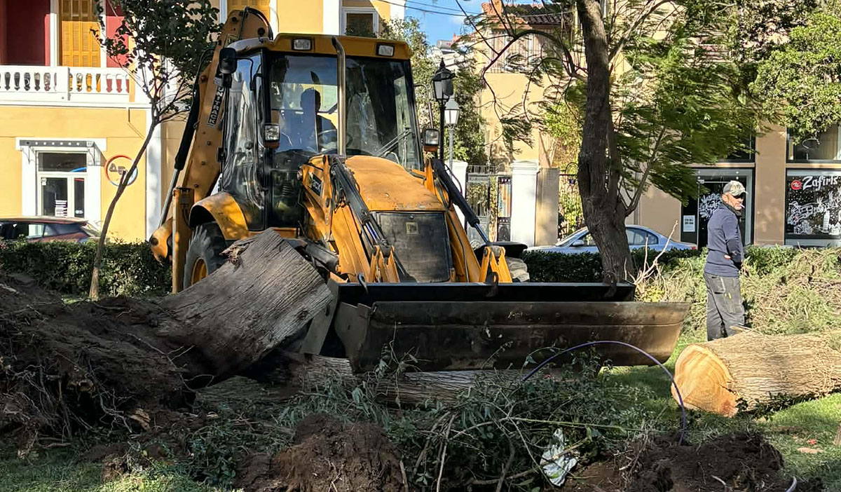 Ναύπλιο: Δέντρο κατέρρευσε σε καφετέρια – Από θαύμα δεν υπήρξαν τραυματισμοί