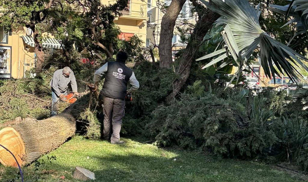 Πτώση δέντρου στο Ναύπλιο