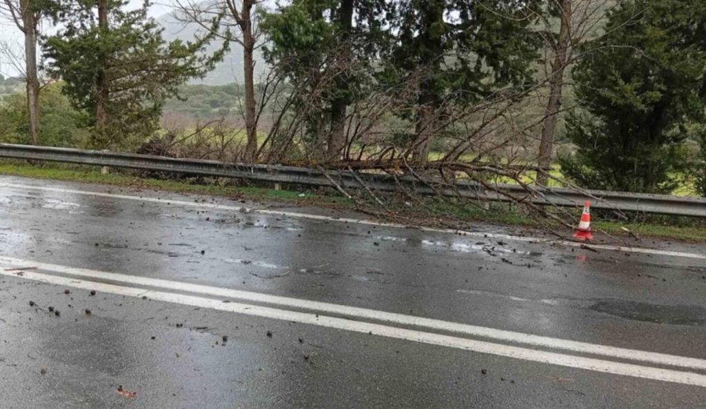 Πτώση δέντρου στη Βλαχέρνα
