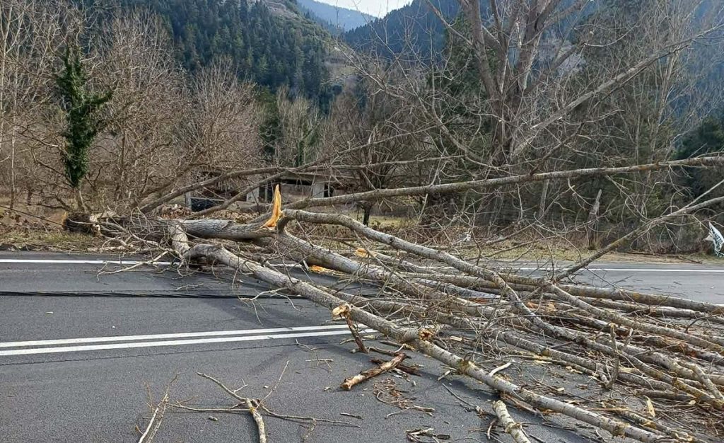 Πεσμένα δέντρα ζημιές Δήμος Γορτυνίας