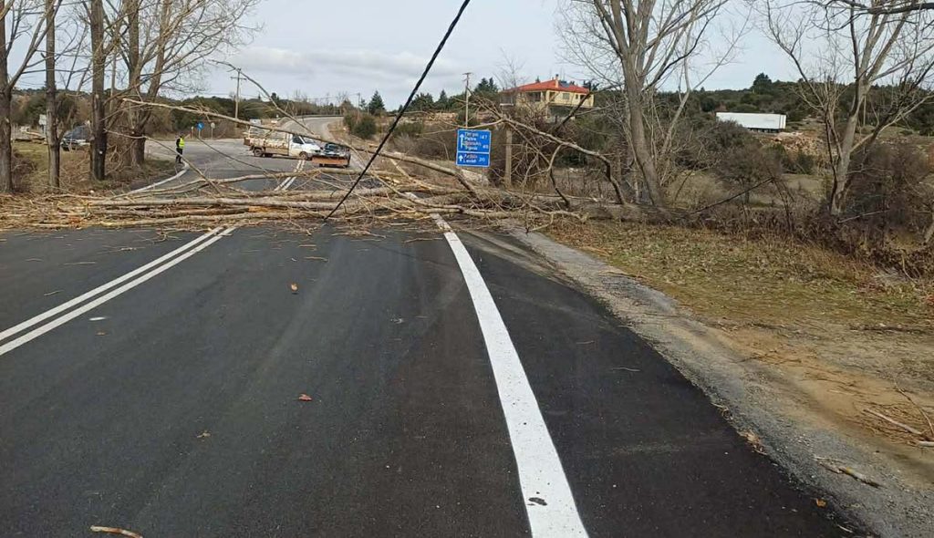 Πεσμένα δέντρα ζημιές Δήμος Γορτυνίας