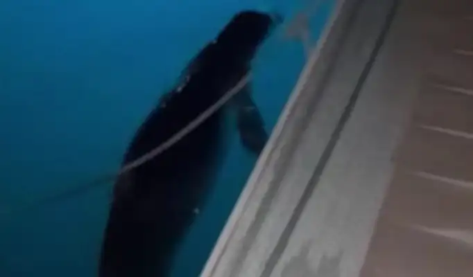 Παράλιο Άστρος: Ο απρόσμενος «επισκέπτης» που μάγεψε το λιμάνι