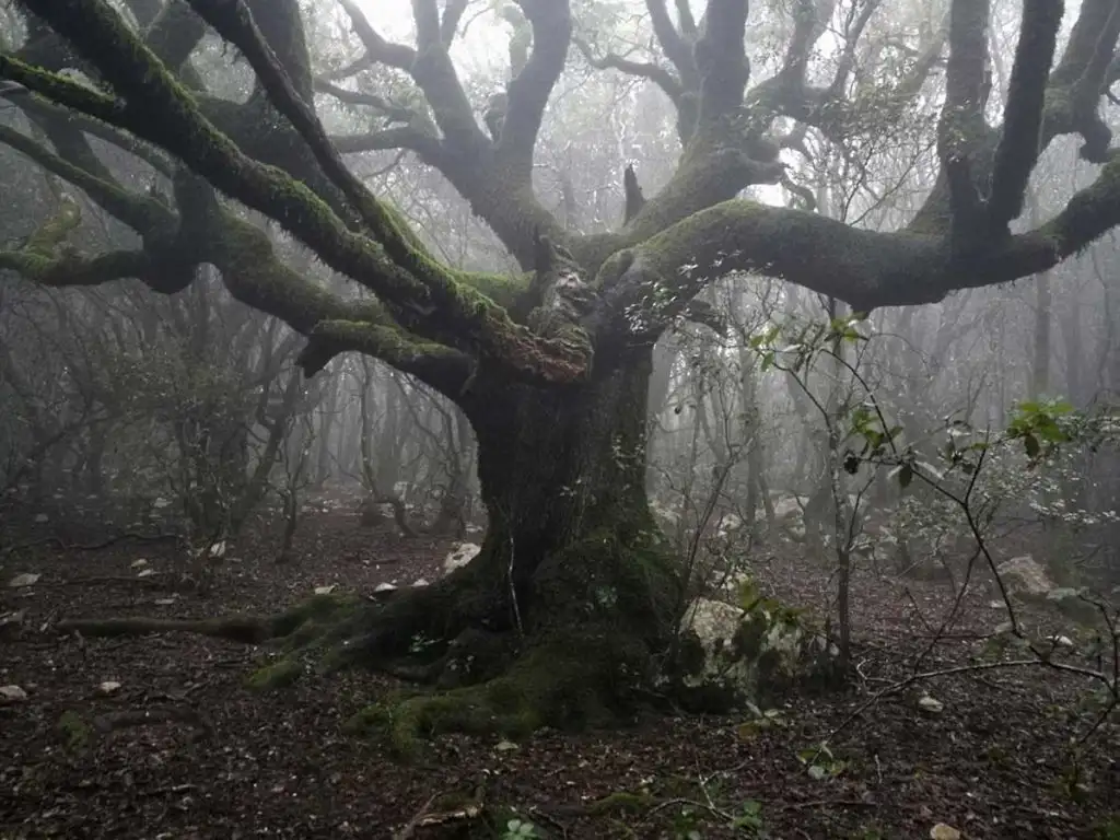 Φωτογραφία Λυκόδημο