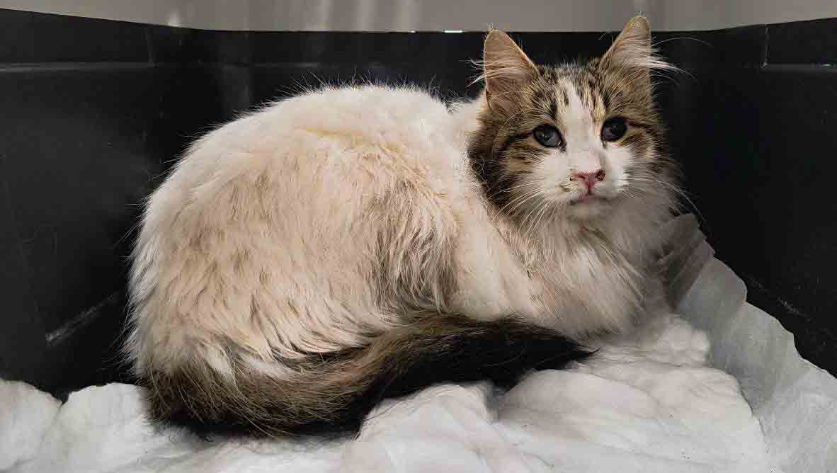 Ναύπλιο: Γάτα επέζησε μετά από τριήμερο εγκλωβισμό σε καυστήρα ξενοδοχείου