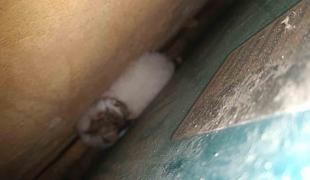 Γάτα Ναύπλιο