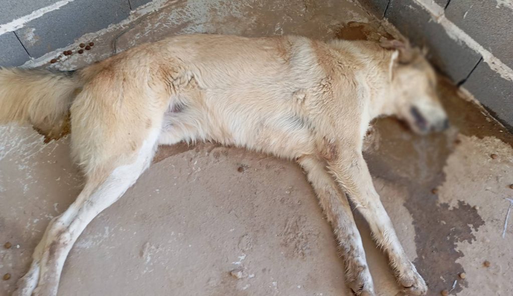 Δηλητηριασμένα σκυλιά στο Κεφαλάρι Άργους