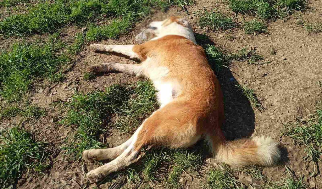 Δηλητηριασμένα σκυλιά στο Κεφαλάρι Άργους