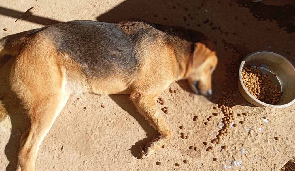 Δηλητηριασμένα σκυλιά στο Κεφαλάρι Άργους