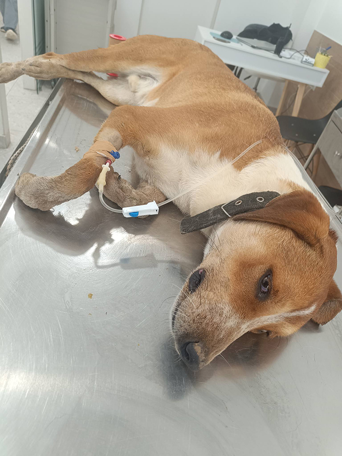 Δηλητηριασμένα σκυλιά στο Κεφαλάρι Άργους