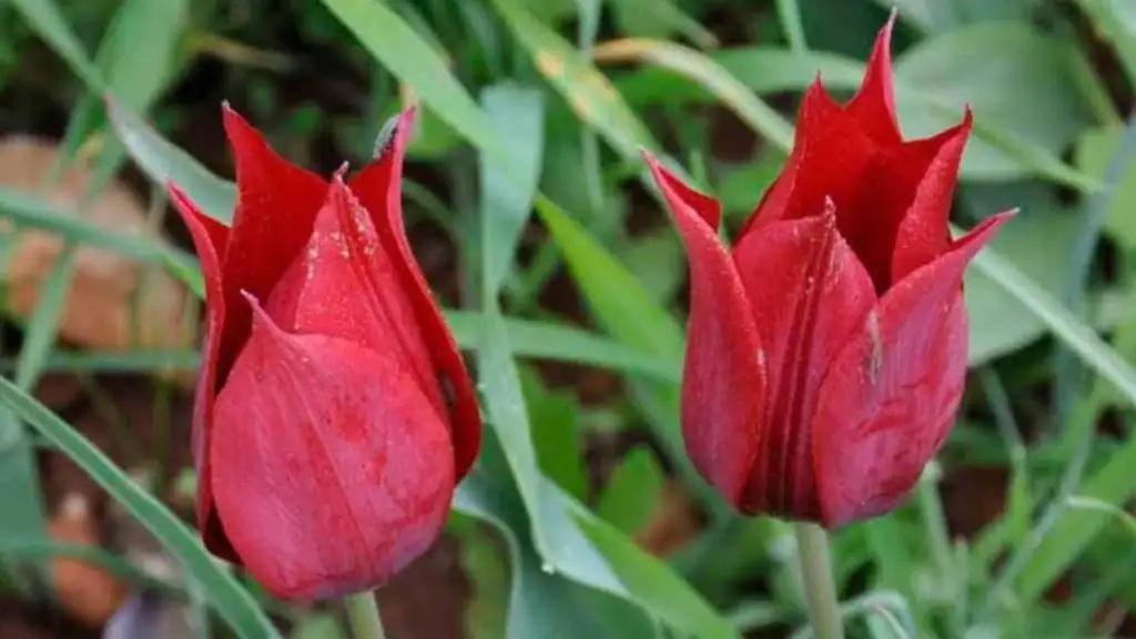 Δίδυμα τουλίπες