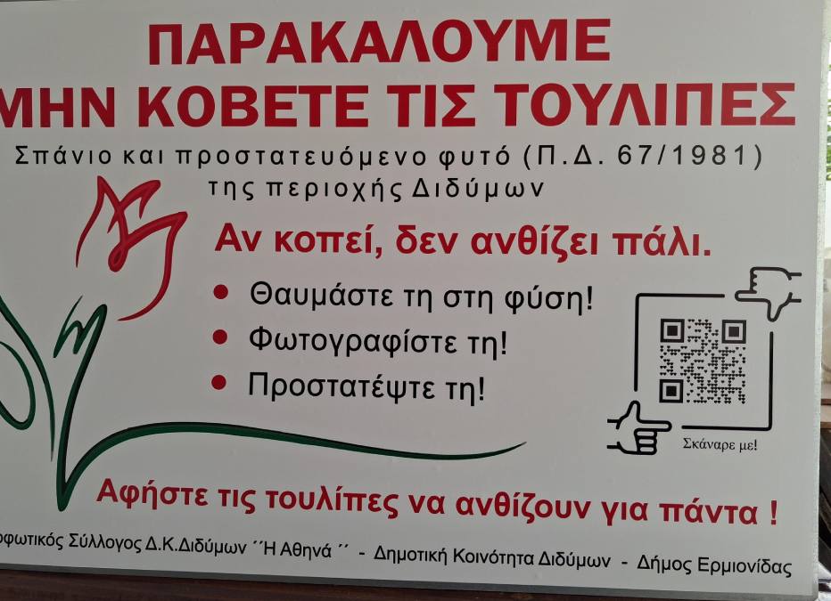 Δίδυμα τουλίπες