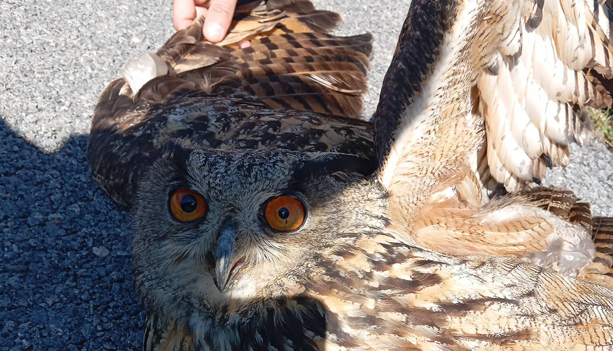 Αρκαδία: Μάχη με τον χρόνο για τραυματισμένο μπούφο