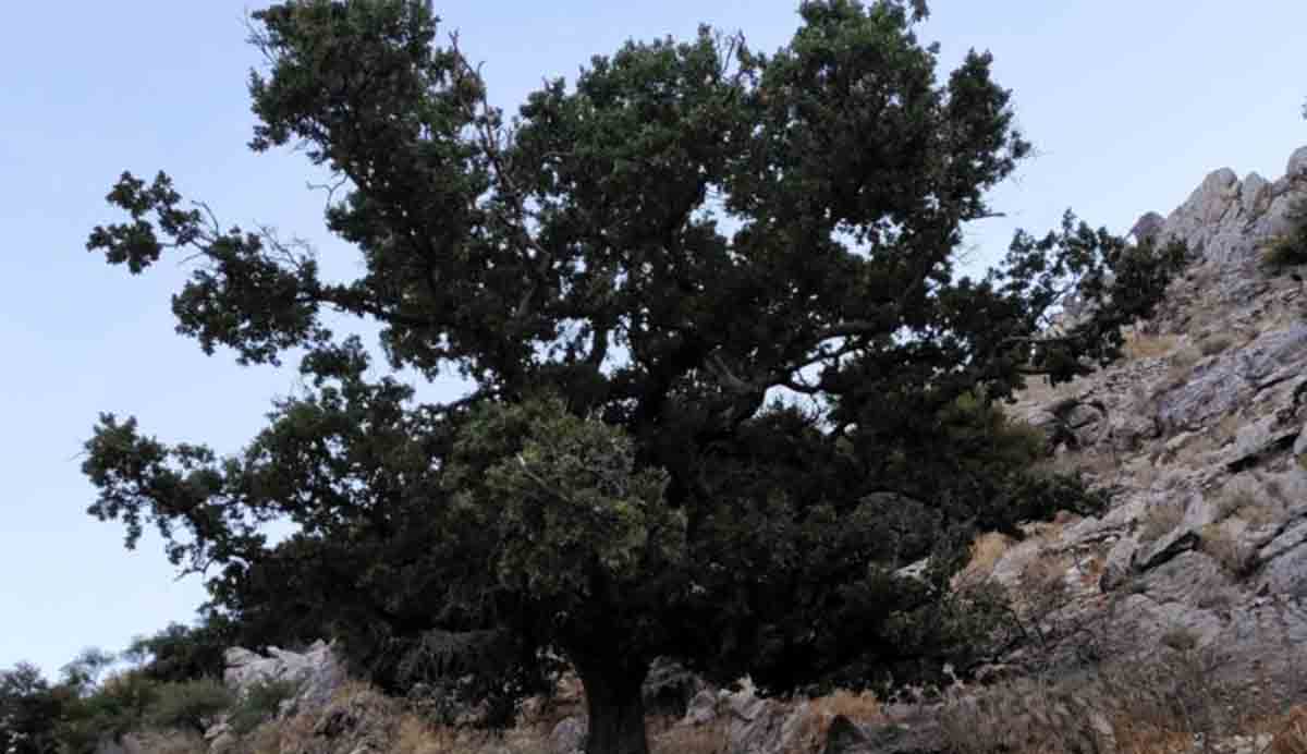 Η ιστορική Βελανιδιά του Πολυαράβου στη Μάνη παίρνει τη θέση που της αξίζει