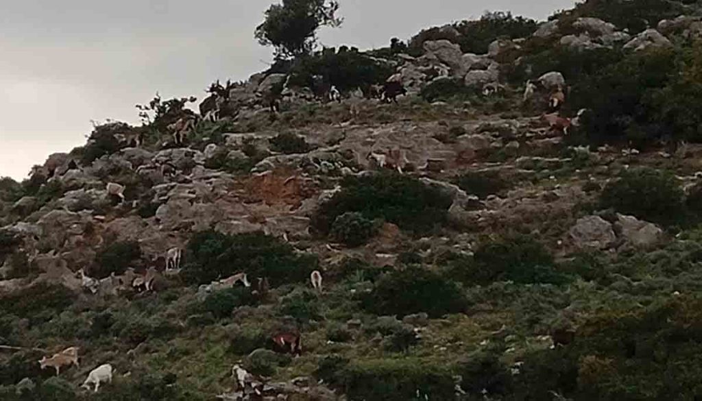 Ο Βασίλης, ο τελευταίος βοσκός δίπλα στην Καλαμάτα, και μια ζωή που αρνήθηκε να αλλάξει βόσκηση γίδια κατσίκια