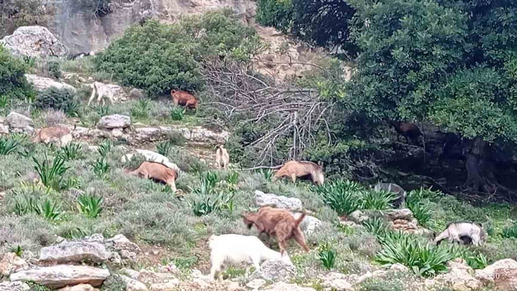 Ο Βασίλης, ο τελευταίος βοσκός δίπλα στην Καλαμάτα, και μια ζωή που αρνήθηκε να αλλάξει βόσκηση γίδια κατσίκια