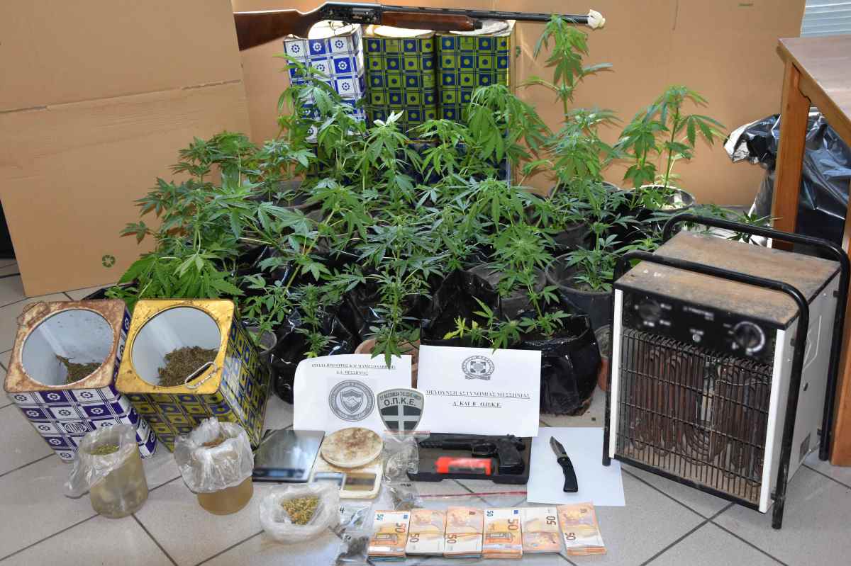 Μεσσηνία: Κατασχέθηκαν 36 φυτά κάνναβης, όπλα και ναρκωτικά