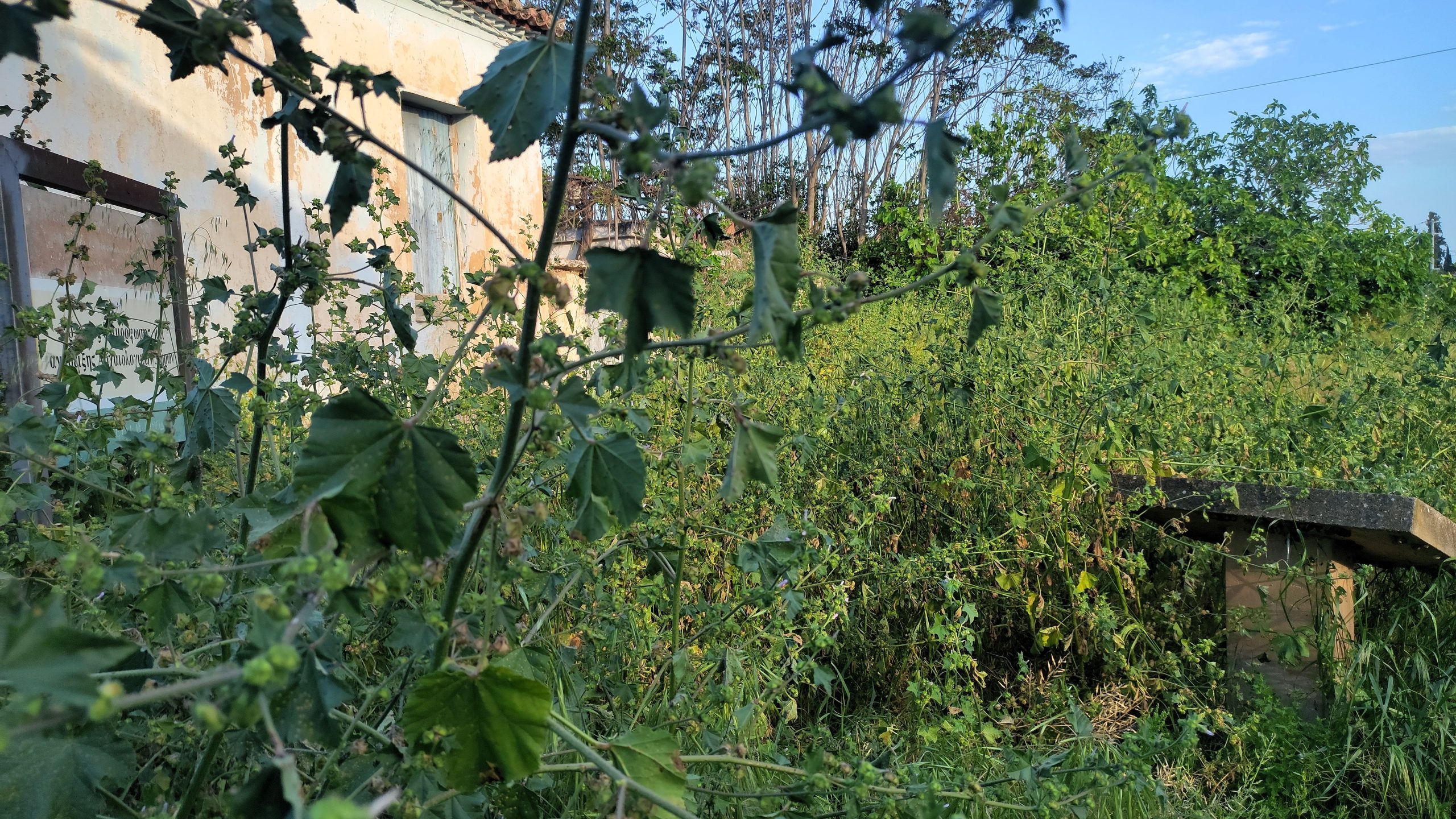 Υποχρεωτικός καθαρισμός οικοπέδων ενόψει της αντιπυρικής περιόδου