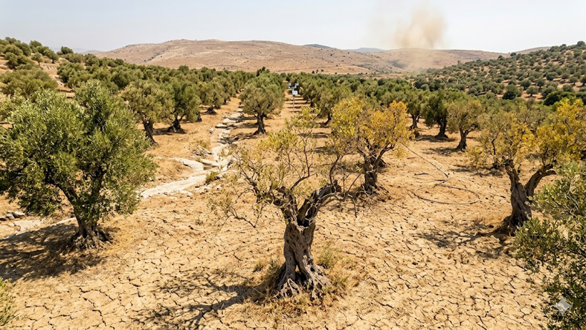 Ξαναγράφεται ο χάρτης της ελαιοκαλλιέργειας στη Μεσόγειο