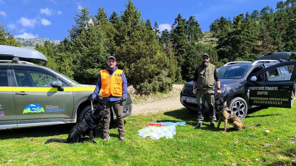 Ευρήματα – σοκ στον Πάρνωνα: Απετράπη σοβαρό πλήγμα στην άγρια πανίδα