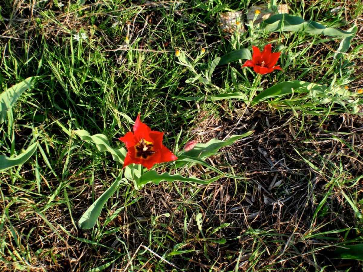 Η σπάνια τουλίπα των Διδύμων Αργολίδας