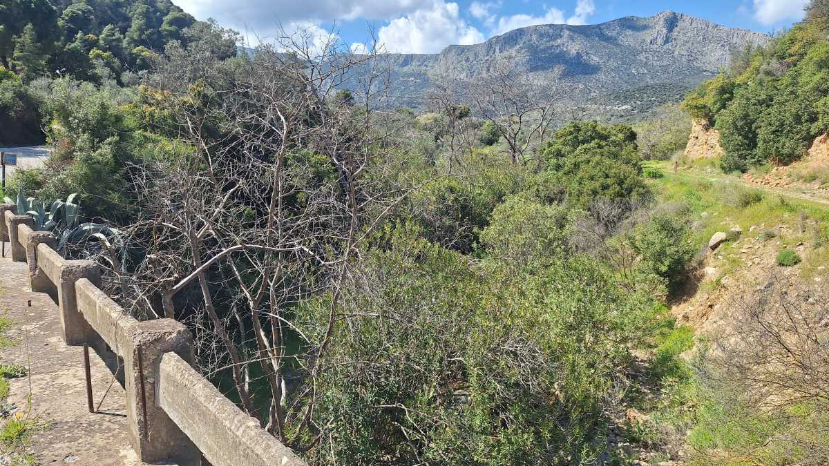 Επίδαυρος: Νεκρά πλατάνια στο γεφύρι του Μινωτή – Συναγερμός