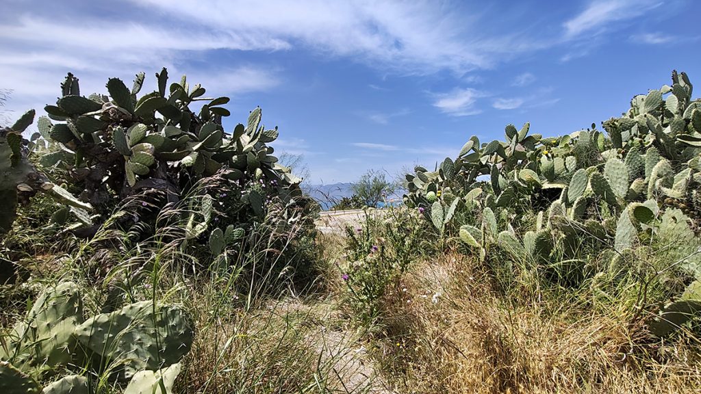 Χορτάρια στην Ακροναυπλία