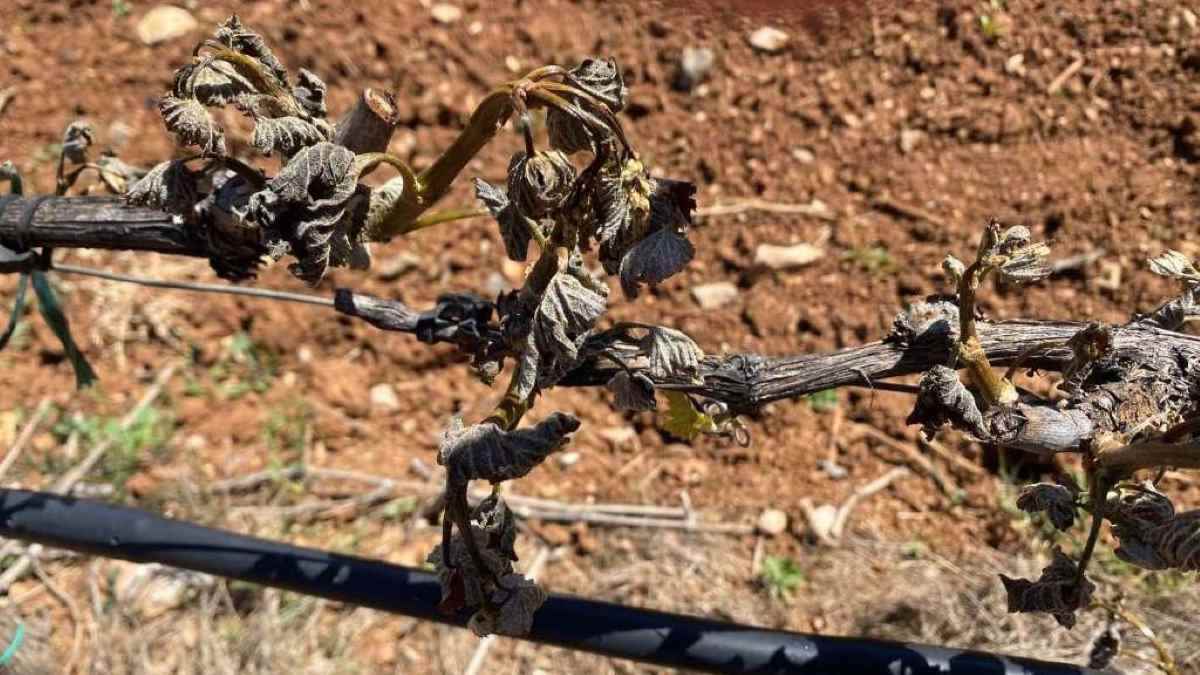 Αργολίδα: Ολοκληρωτική καταστροφή στα αμπέλια από τον παγετό