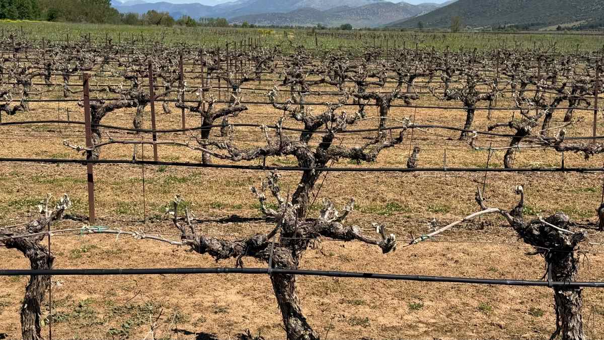 Σοβαρές ζημιές από παγετό στον δήμο Τρίπολης