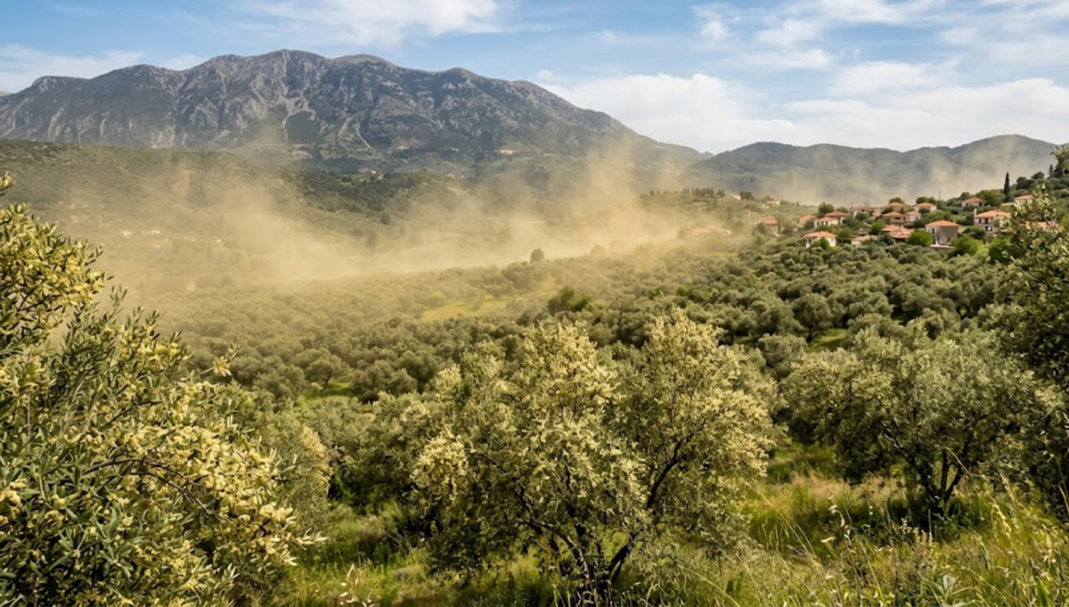 Σε «πολιορκία» από γύρη ελιάς η Πελοπόννησος – Δοκιμασία για αλλεργικούς
