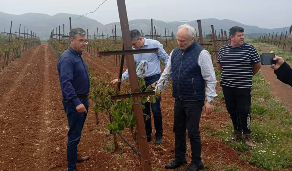 Βαρύ το πλήγμα του παγετού – Σε Κορινθία και Αρκαδία για αυτοψία ο Ανδριανός