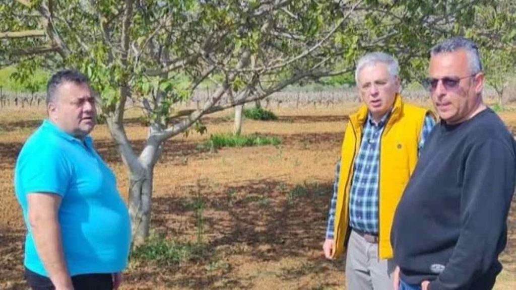 Ζημιές από παγετό