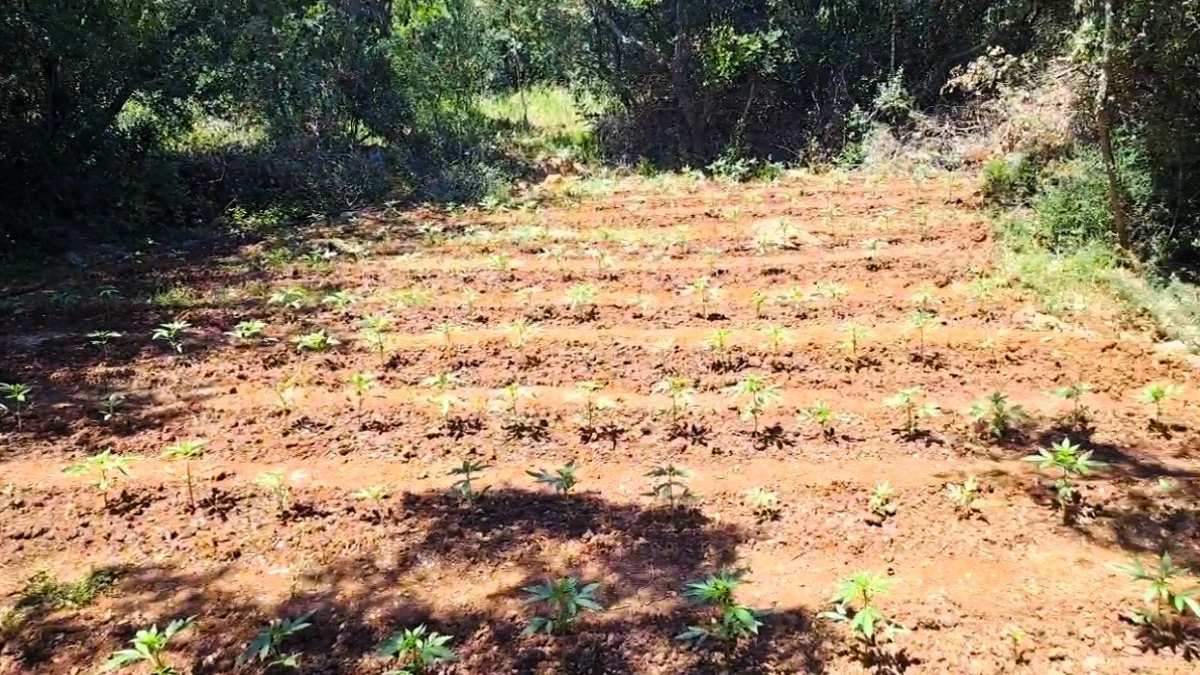 Αρκαδία: Φυτεία 857 δενδρυλλίων κάνναβης σε δασική περιοχή