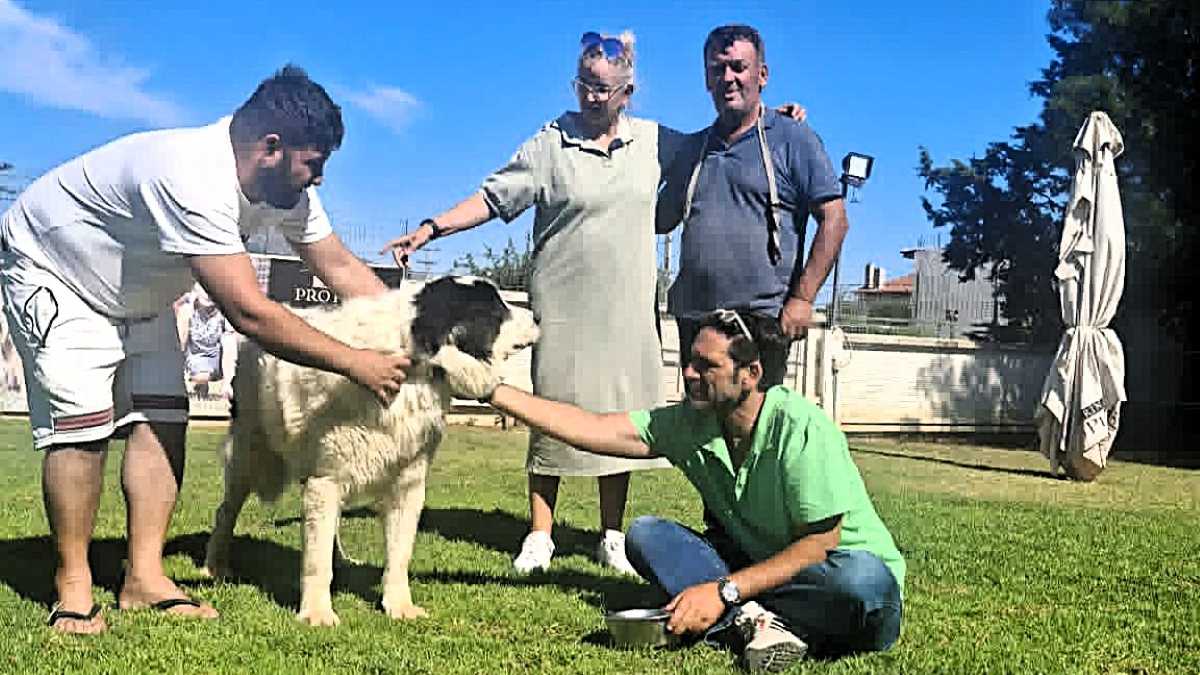 Υπό άριστες συνθήκες φιλοξενίας τα αδέσποτα στον Δήμο Ναυπλιέων