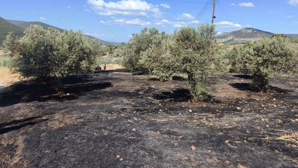 Φωτιά στο Ράδο Κρανιδίου: Άμεση επέμβαση έσωσε τους ελαιώνες