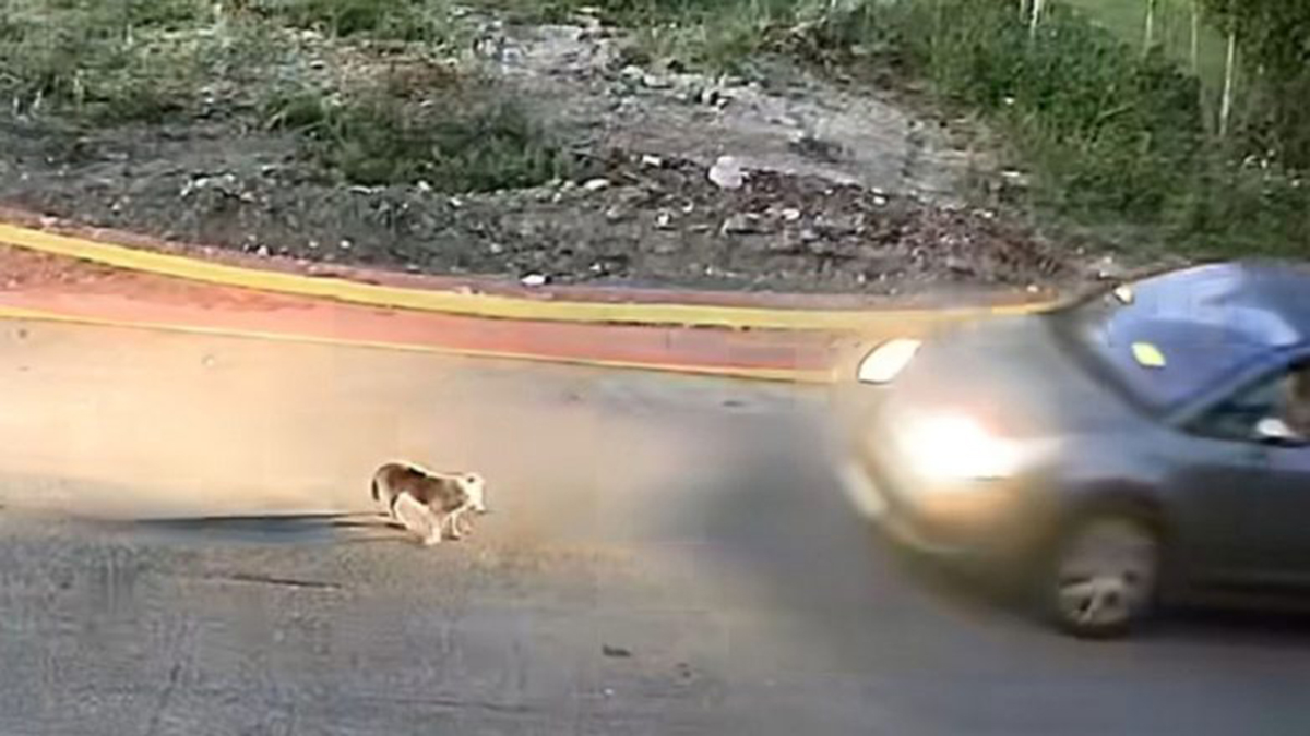 Βίντεο σοκ στη Γαστούνη: Πώς αυτοκίνητο σκότωσε σκύλο – Επικύρηξη 3.000 ευρώ