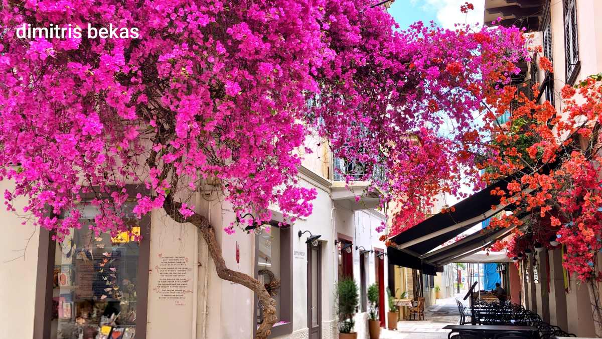 Ναύπλιο: Οι βουκαμβίλιες έντυσαν στα χρώματα το παλιό κέντρο